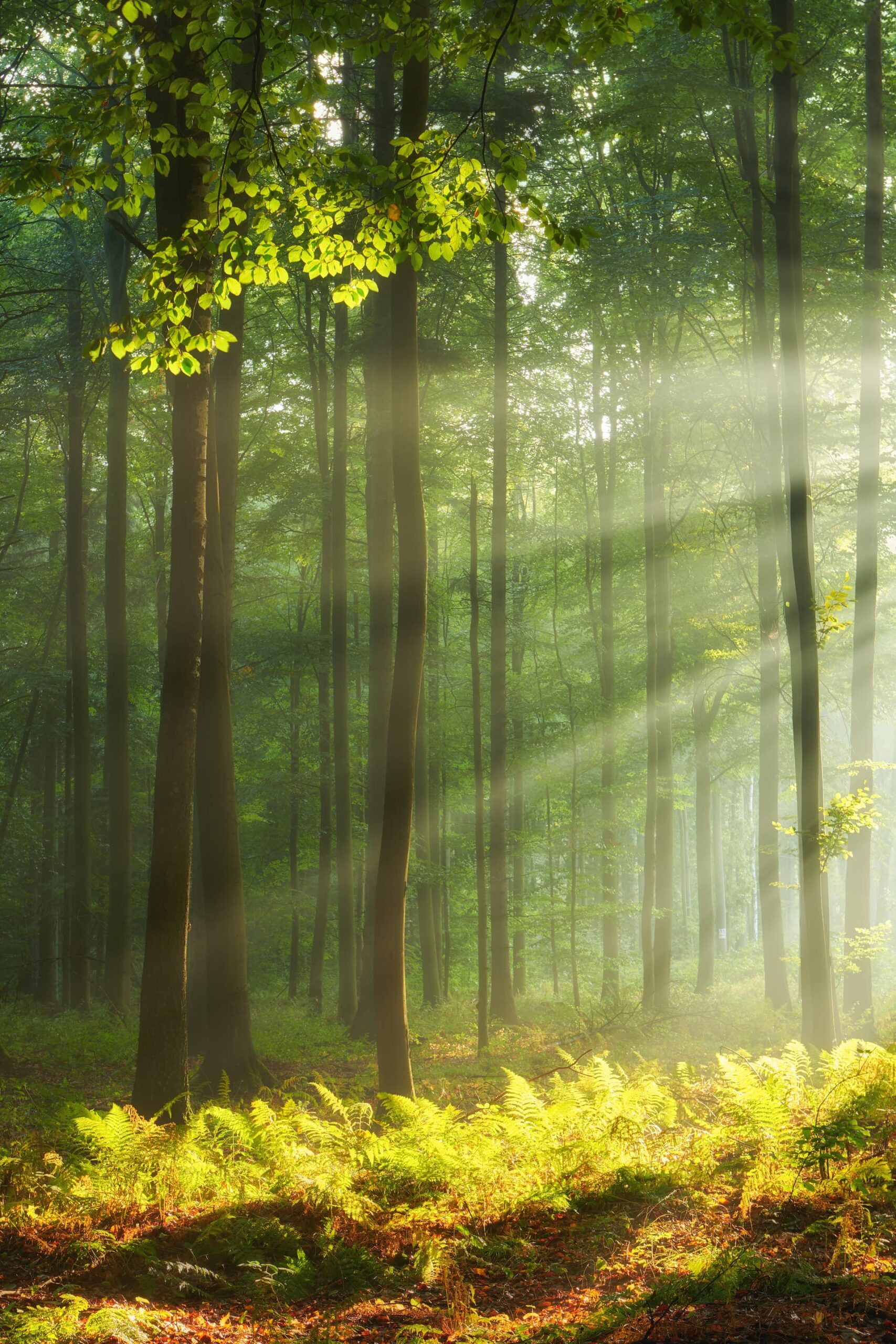 forêt verdoyante avec rayons de soleil
